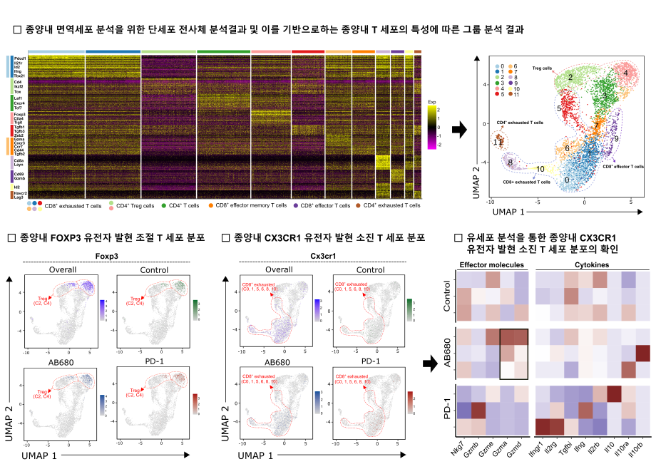 저분자 기반의 항암면역치료제로 대장암 치료의 실마리를 찾다. 이미지