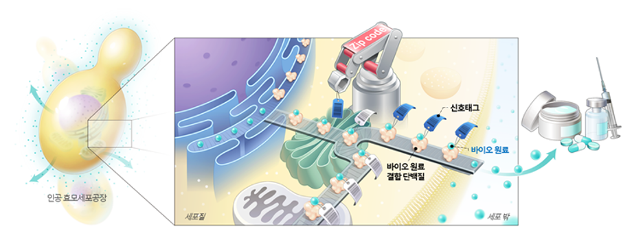 인공세포에서 원하는 바이오원료만 골라 자동으로 쏙쏙 뽑아내는 합성생물학 기술 개발 이미지