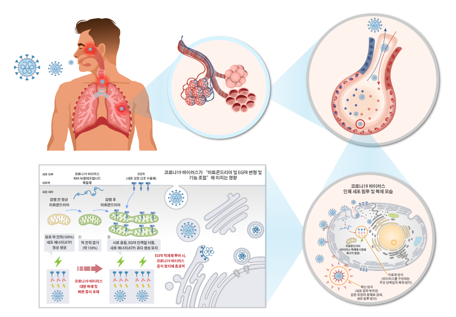 [참고] 코로나19 바이러스 인체 침투 복제 원리 및 신속 대량 증식 원리